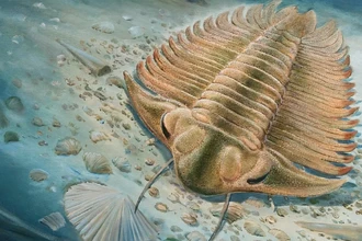 465 млн лет: ученые изучили последний обед трилобита