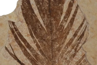 Динозавры и птицы: анализ древних белков показал сходство их перьев