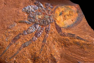 Гигантский паук-люк возрастом 15 млн лет найден в Австралии: подробности открытия