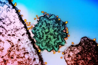 В Индии снова вирус Нипах: четвертая вспышка за пять лет, смертность до 75%