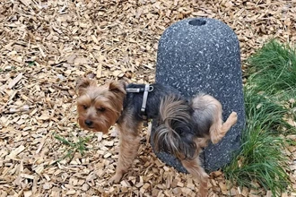 Необычные бетонные писсуары для собак появились на улицах чешского города