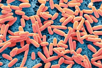 Кишечная палочка производит электричество из отходов