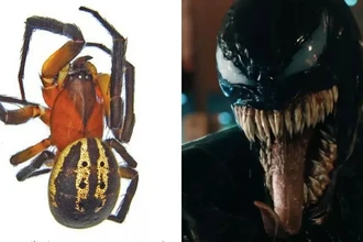 Паук Веном: новый вид назвали в честь Тома Харди и его героя из Marvel