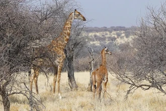 Уникальный жираф без пятен обнаружен в дикой природе Африки
